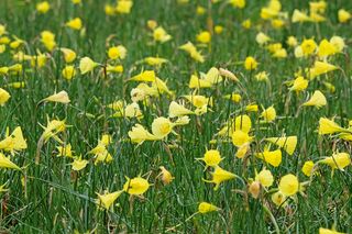 Narcissus bulbocodium