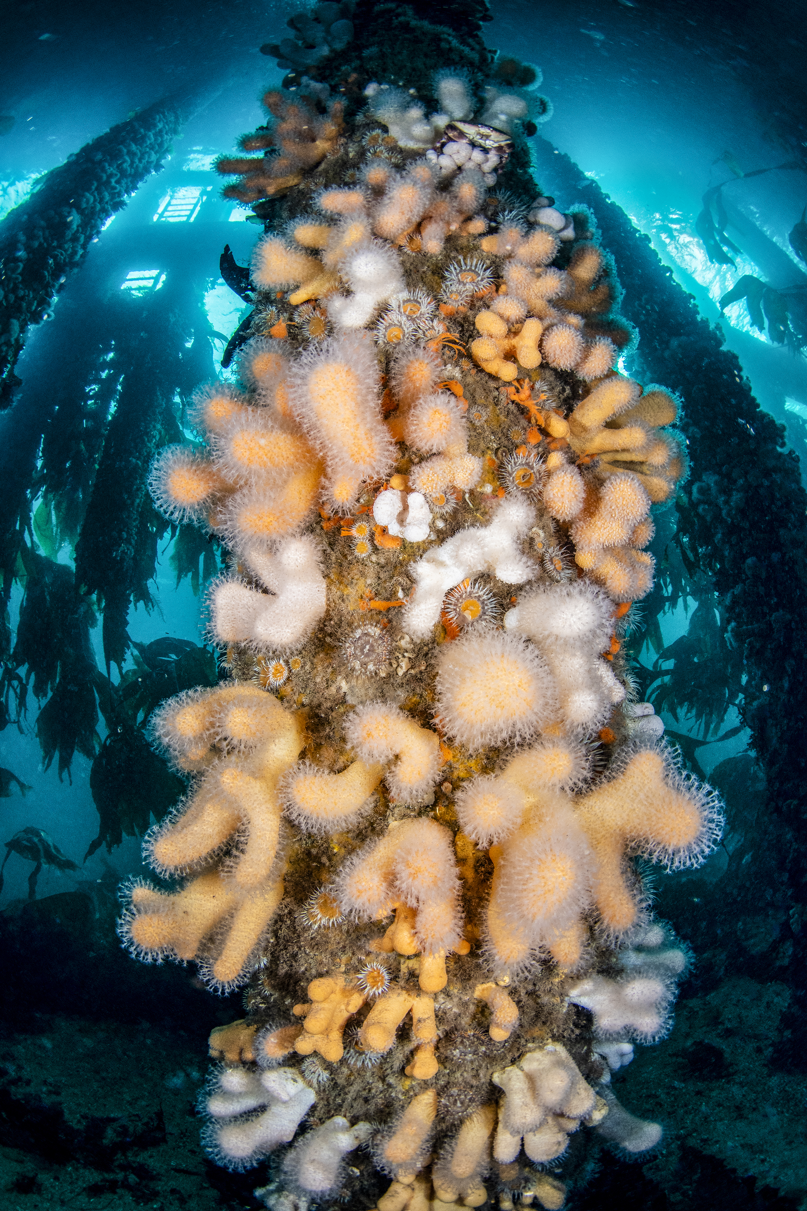 Coral grows on a man-made pier