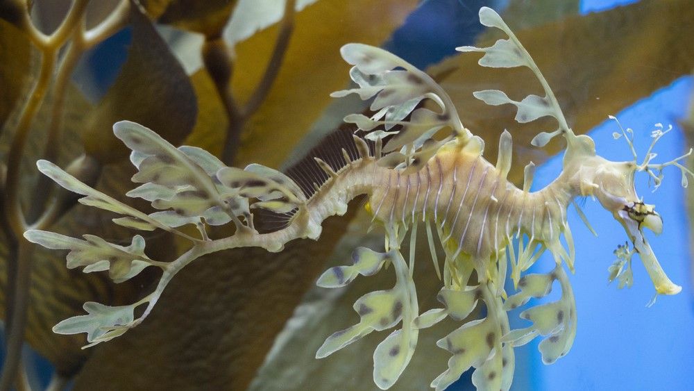 Leafy seadragon