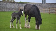 Sledmere-House-Shire-foal-1.jpeg