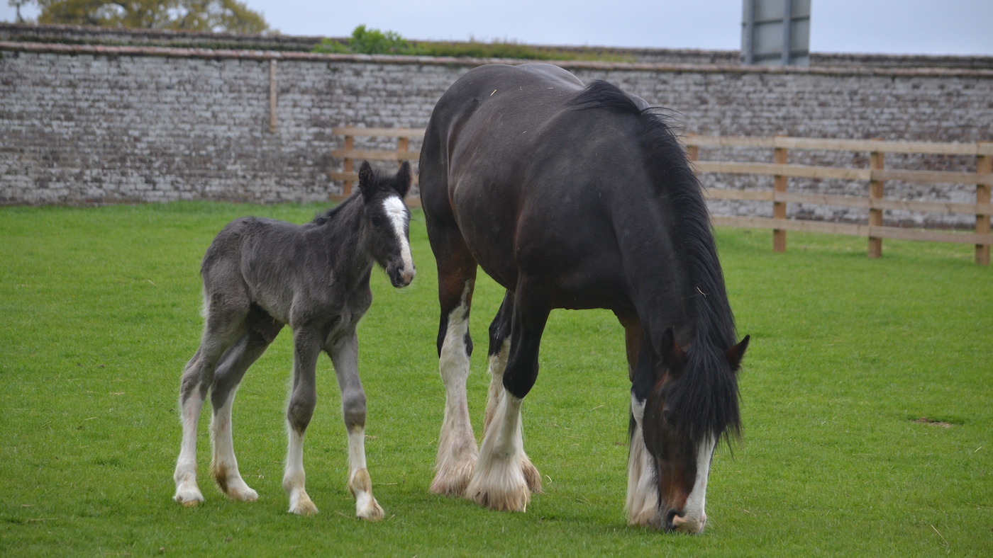 Sledmere-House-Shire-foal-1.jpeg