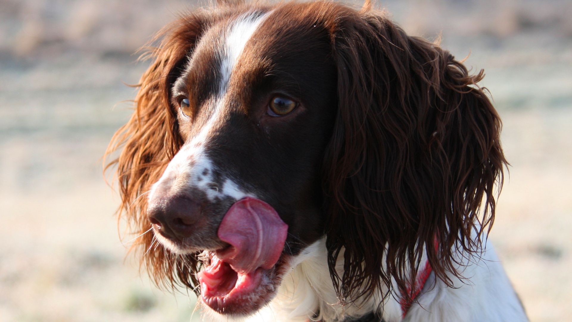 English Springer Spaniel licking its lips