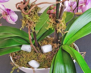 Phalaenopsis orchid with ice cubes placed on top of moss on potting mix