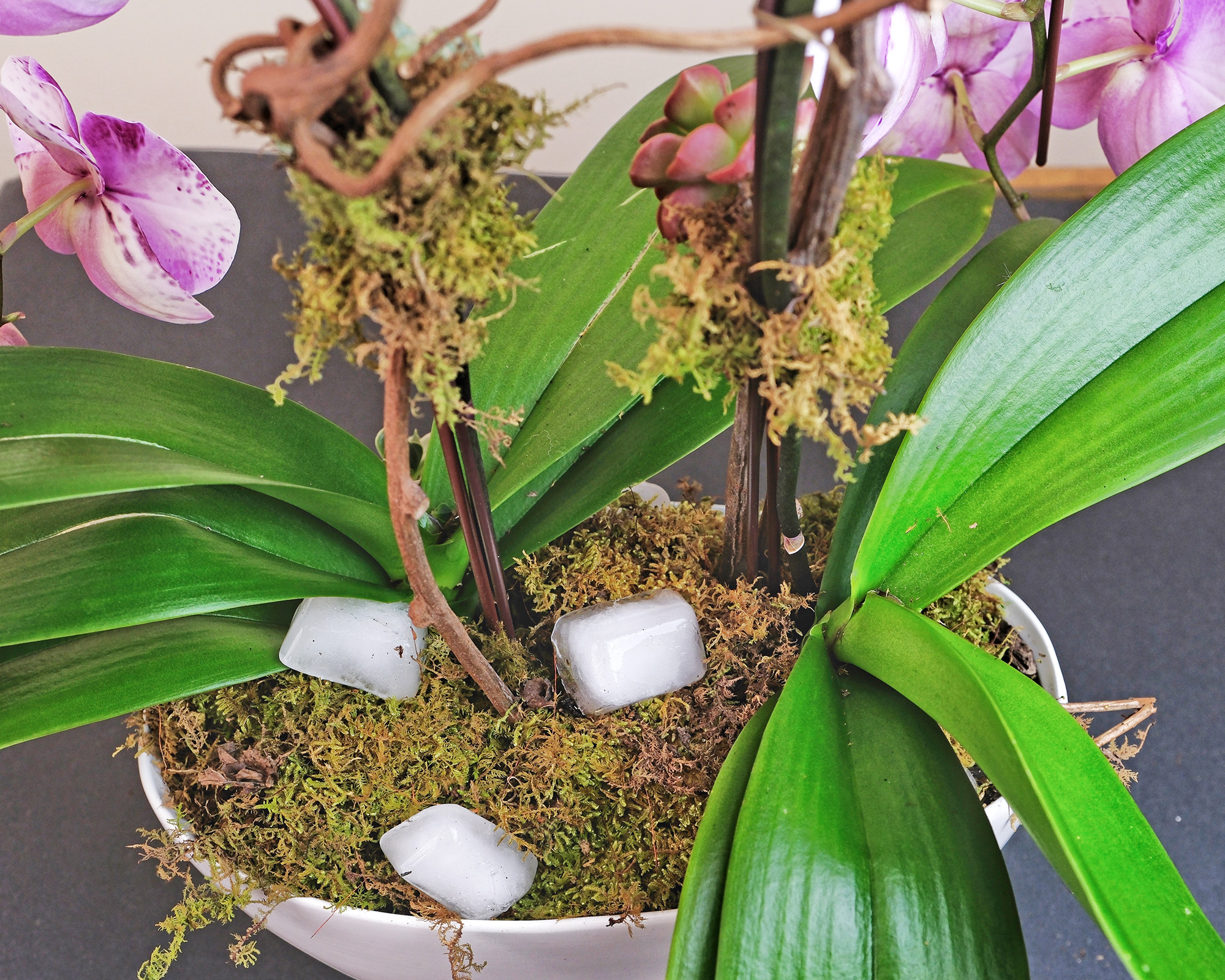 Phalaenopsis orchid with ice cubes placed on top of moss on potting mix