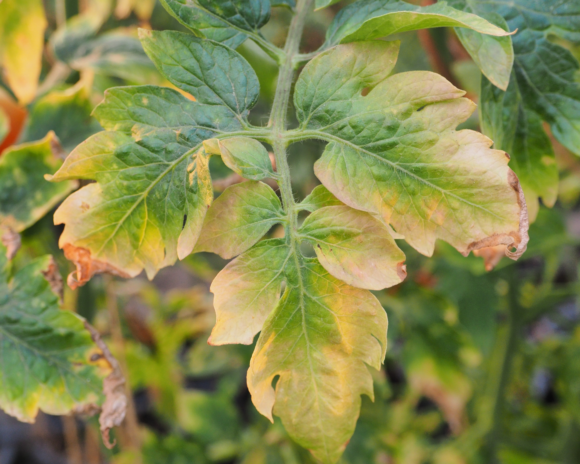 yellowing tomato leaf with nutrient deficiency