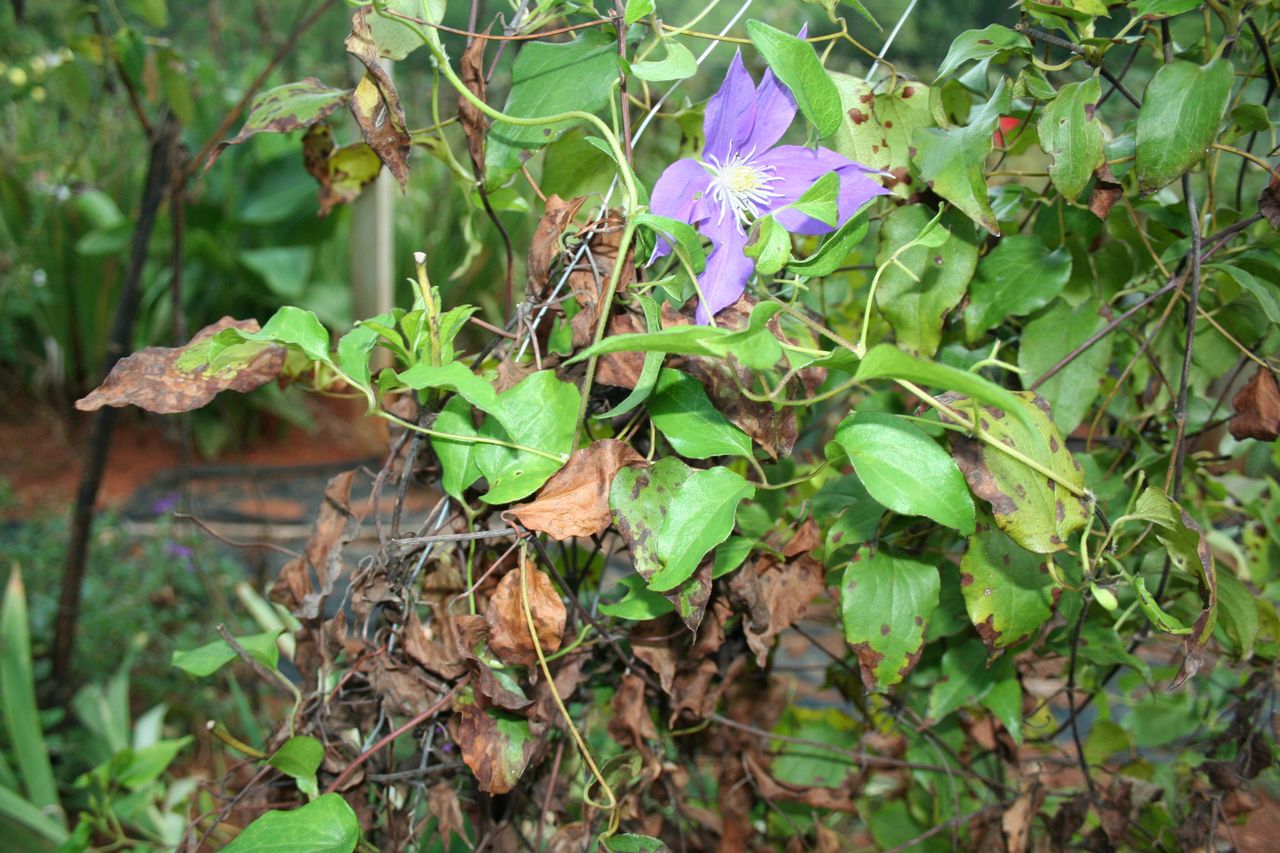 Wilted Clematis Vines