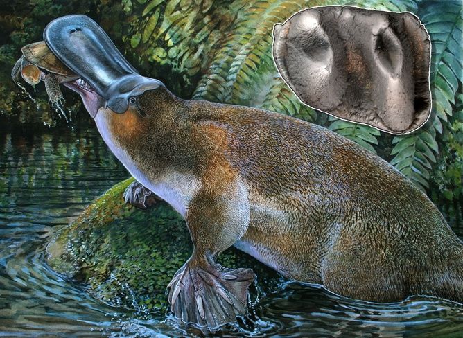 giant platypus fossil discovery