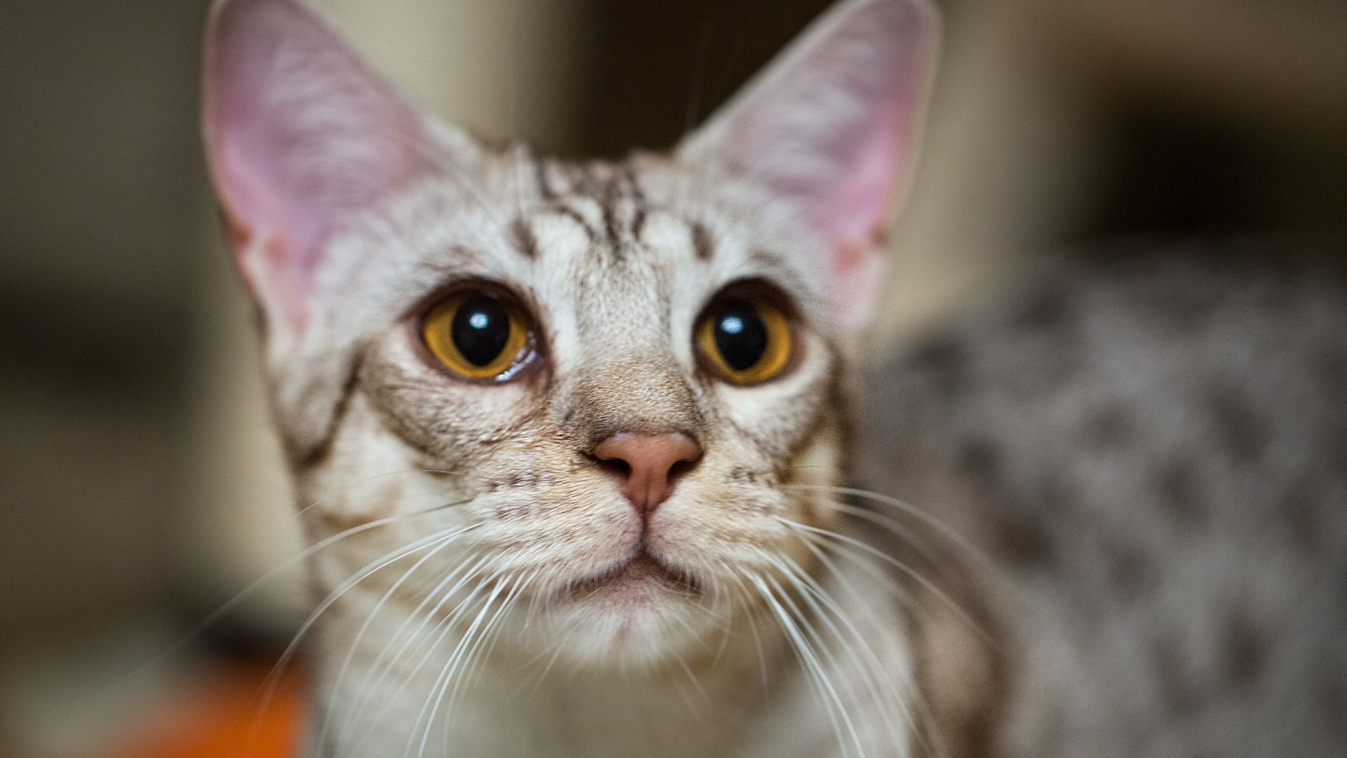 Brown and white Ocicat with amber eyes