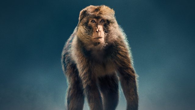 Macaque: Monkeys in the Mountains – A Dynasties Special