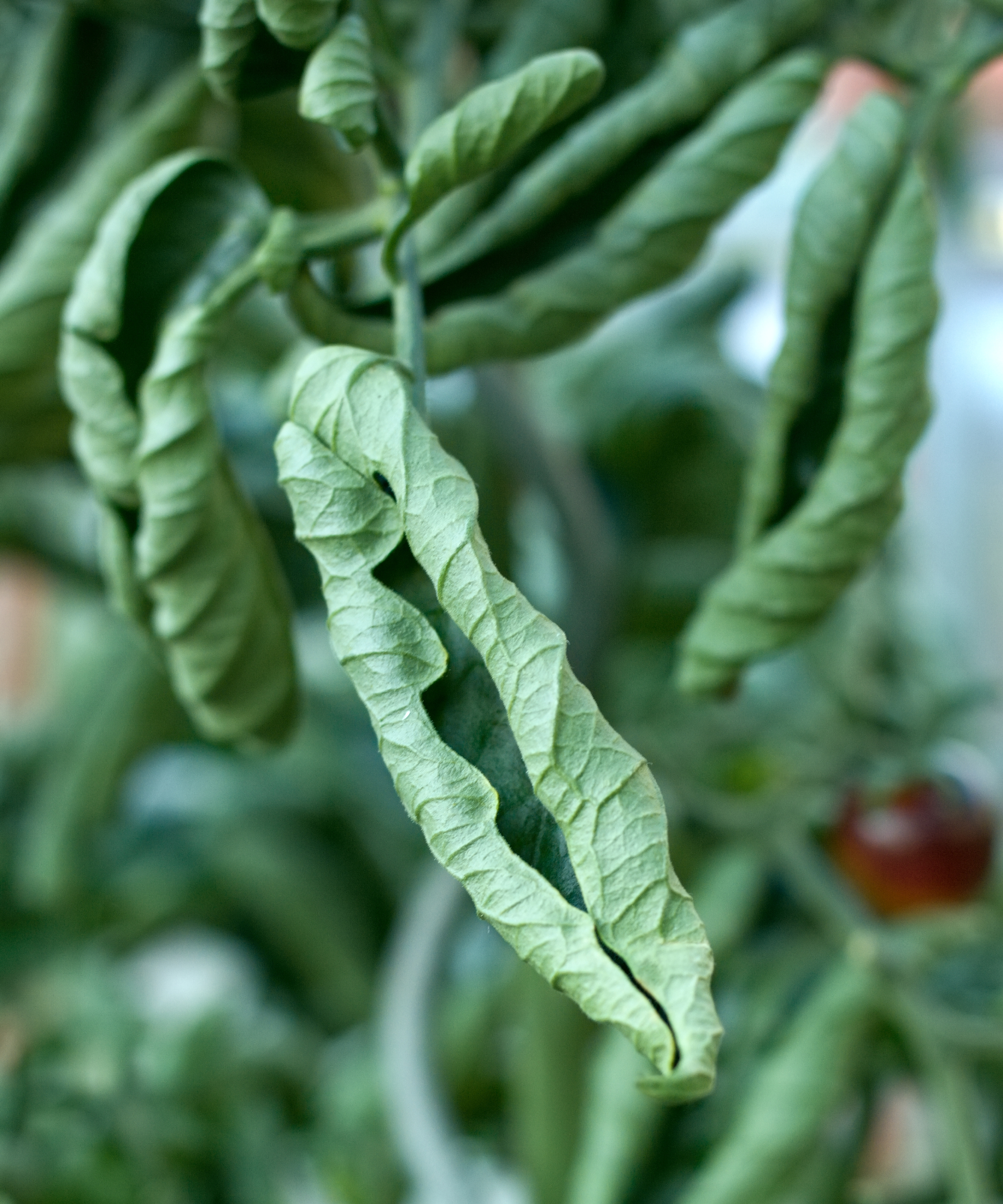 closeup of curled tomato leaf