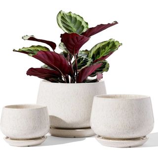 three ceramic plant pots from Le Tauci with matching saucers and one plant on white background