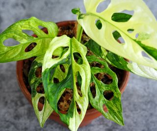 Variegated monstera adansonii seen from above