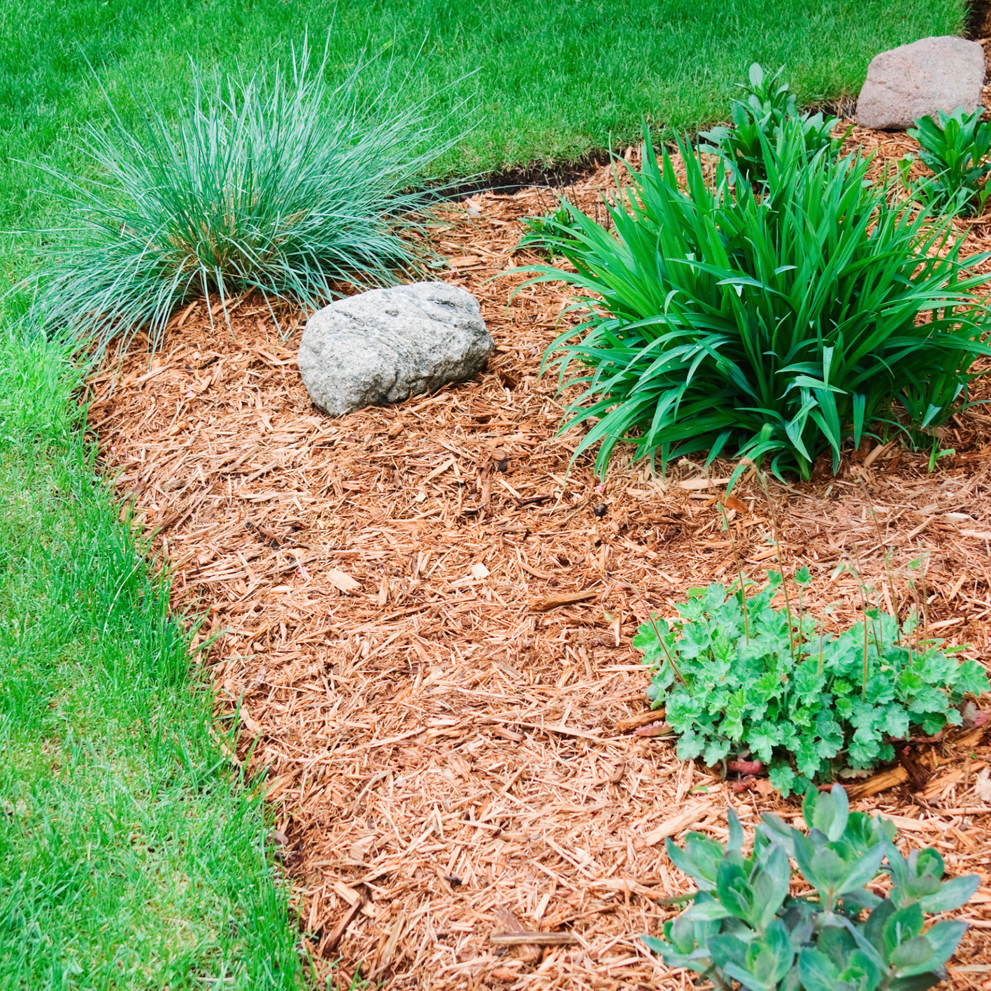 Freshly mulched flower bed.