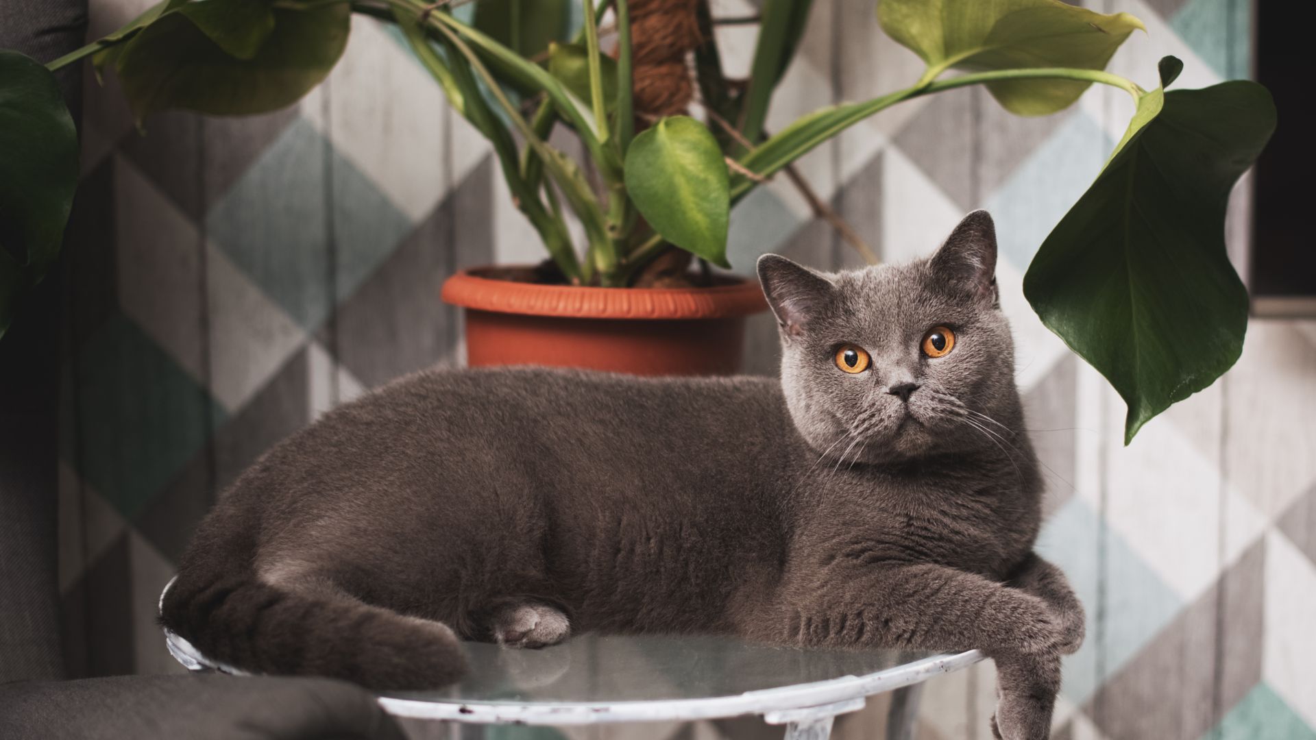 A dark grey cat with amber eyes and chunky, rounded features lies on a small table and looks into the camera, there is a cheese plant behind him