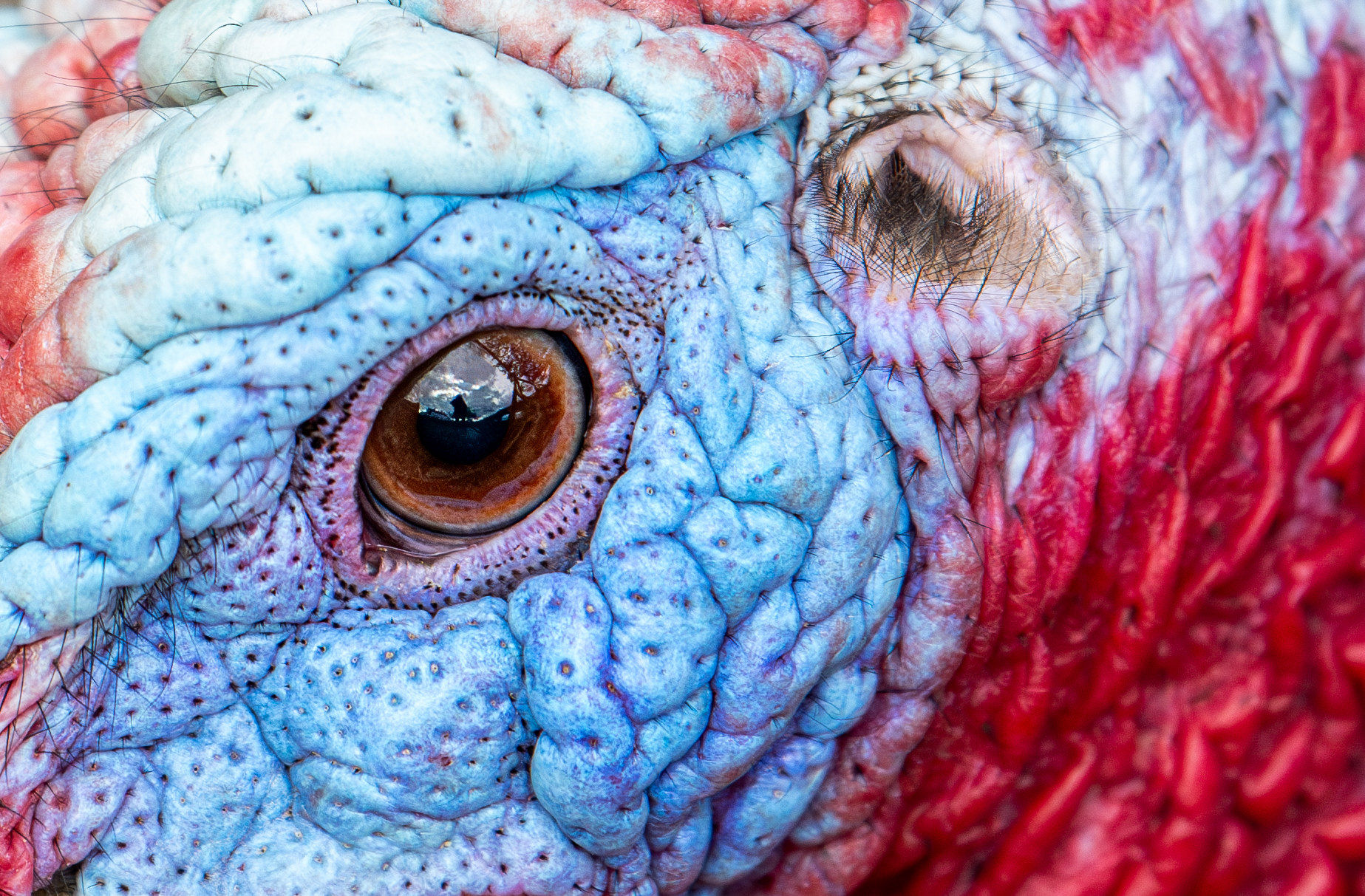 Talking turkey with RSPCA Young Photographer Awards winner Jamie Smart