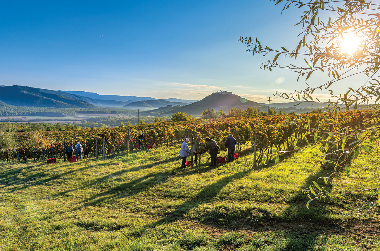 harvest at Vina Fakin, Croatia
