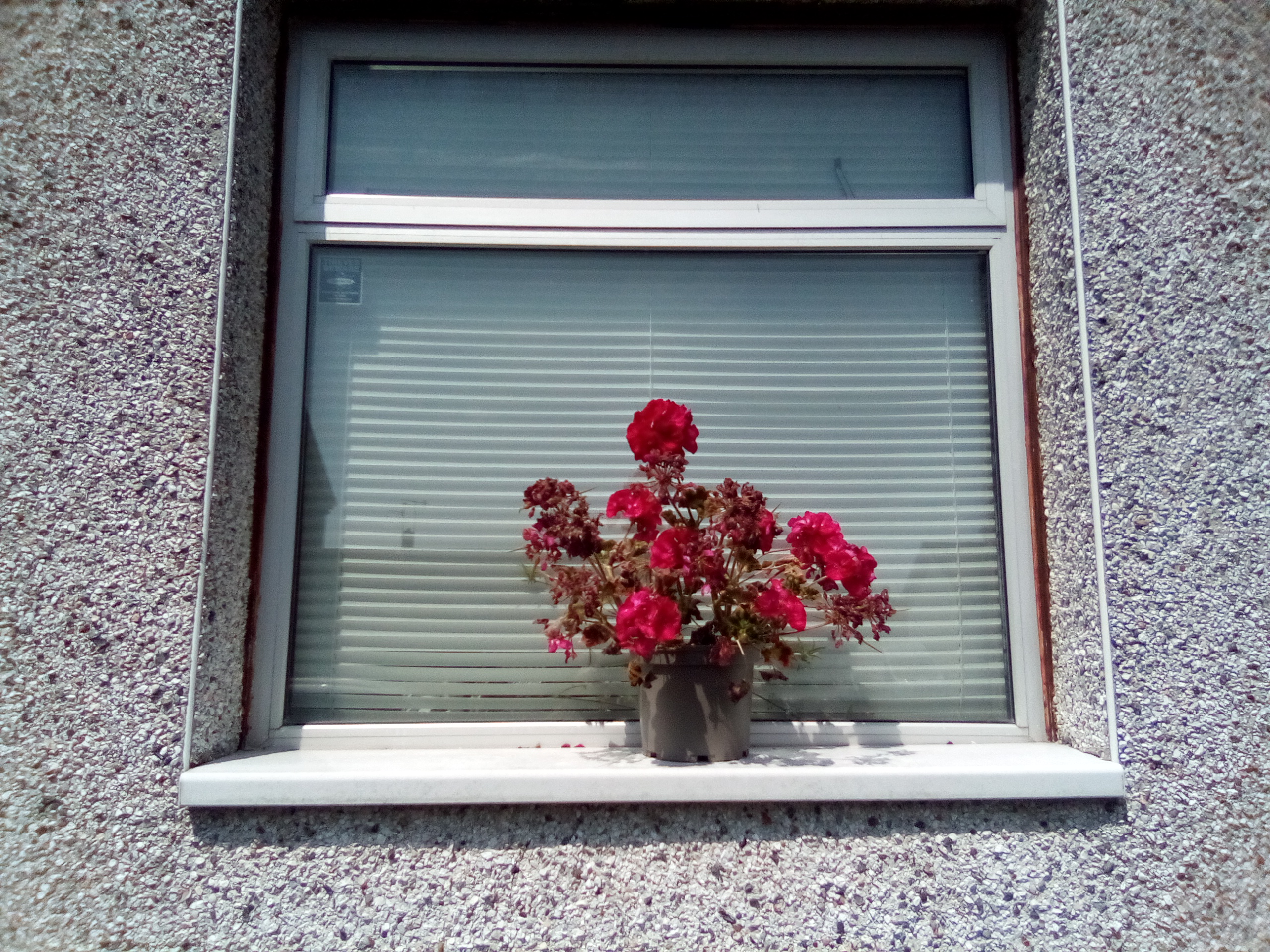 Pot of flowers in window frame