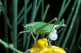 A recently mated Poecilimon veluchianus minor, a species of bushcricket, carrying a spermatophore, which contains a food gift and a sperm and ejaculate containing ampulla to fertilize the female.