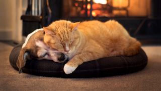 Cat and dog sleeping by fire