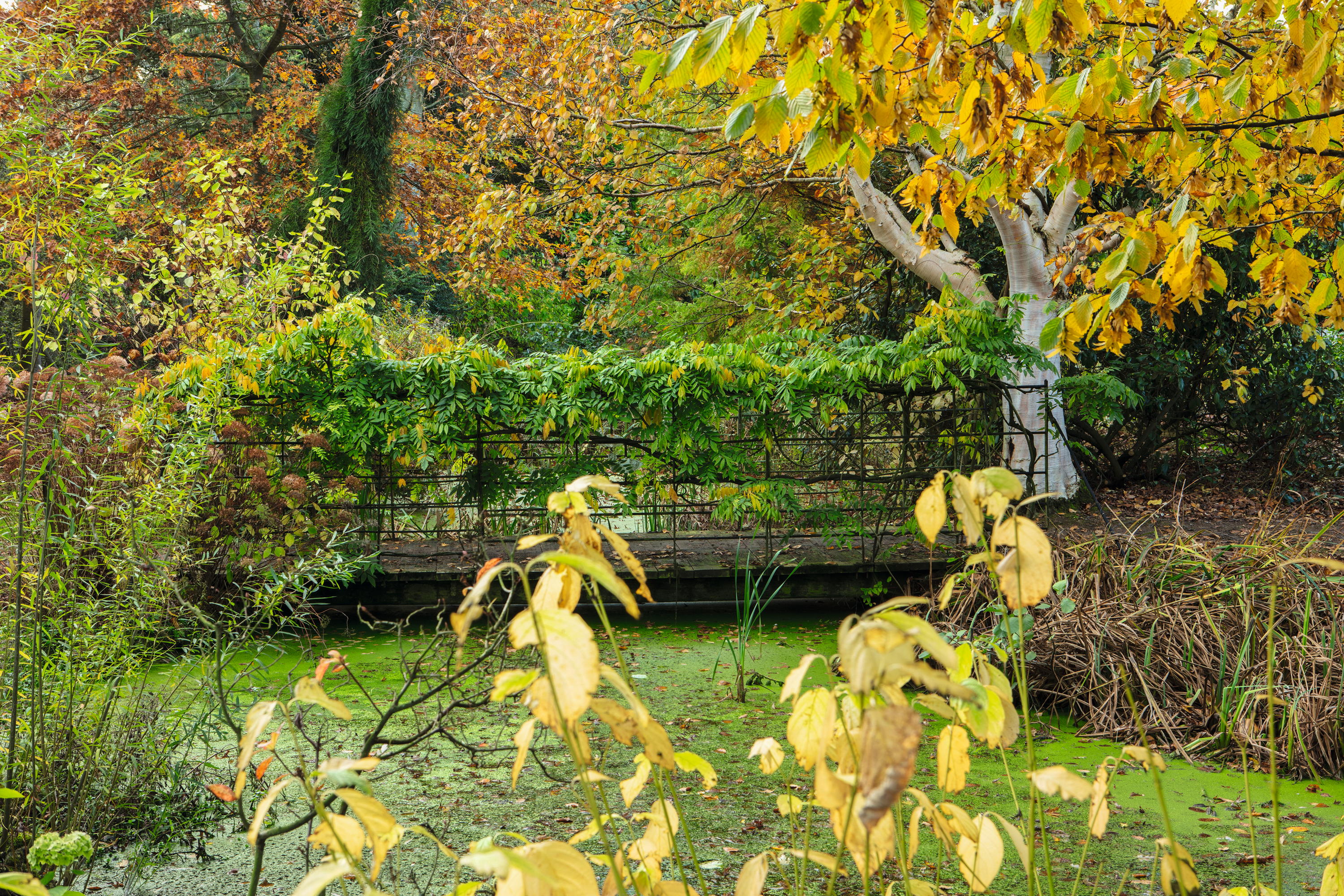 Bluebell Arboretum