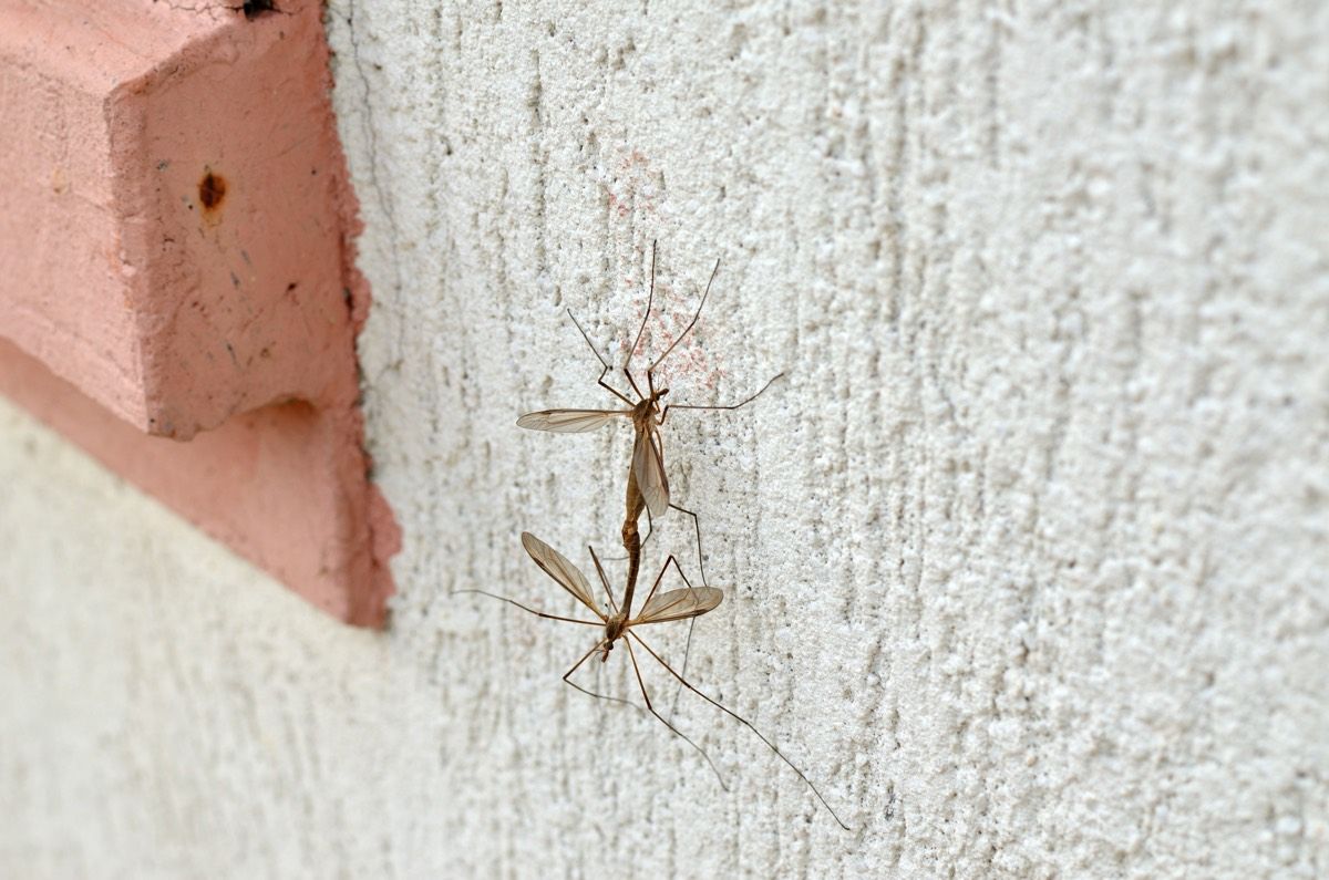 Mummy long-legs - Green Path