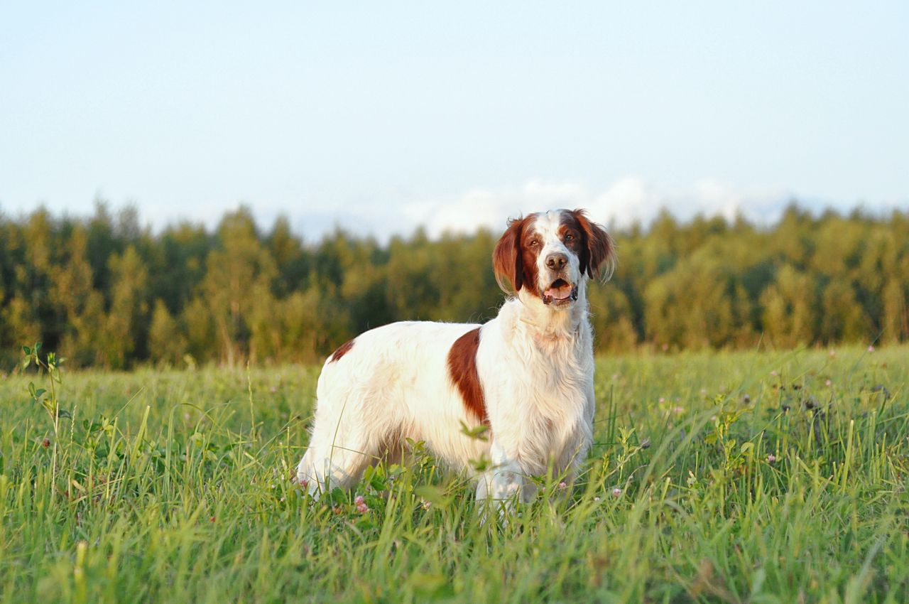 An Irish Red and White Setter standing alert in a grassy field at sunset, with trees and a clear blue sky in the background.