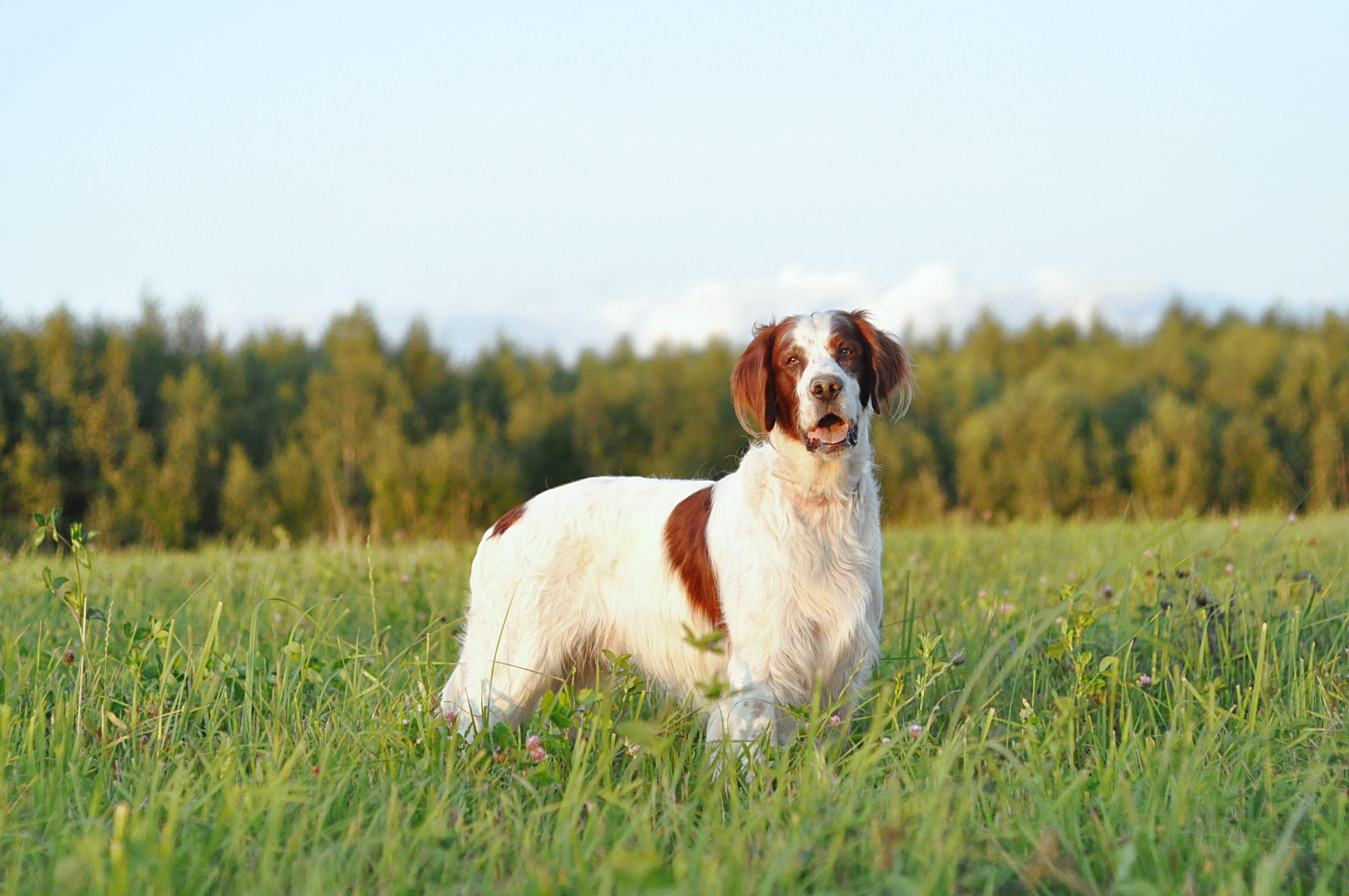 An Irish Red and White Setter standing alert in a grassy field at sunset, with trees and a clear blue sky in the background.