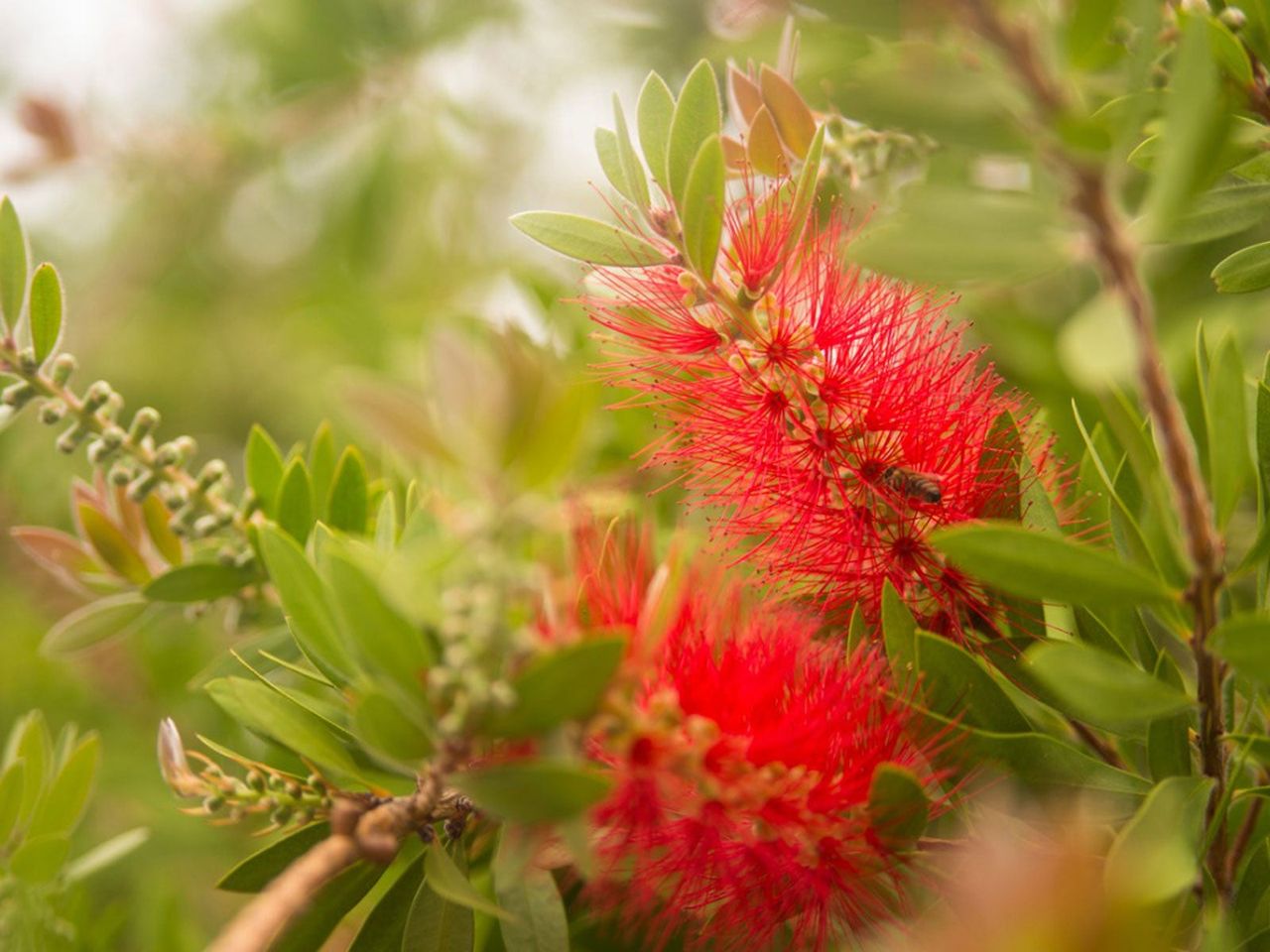 Bright Red Callistemon Bottlebrush Plant