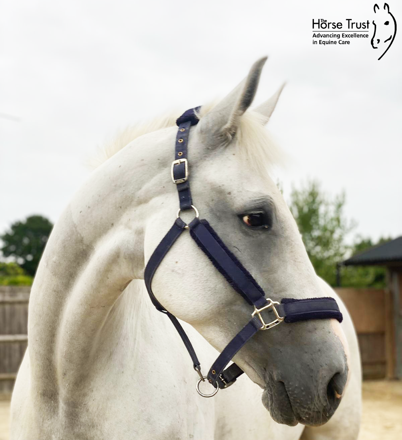The-Horse-Trust_Vida_photo-credits-Senior-Groom-Lotte.png
