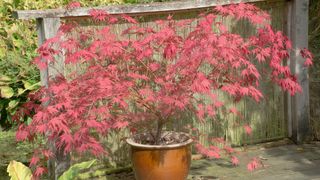 potted acer plant