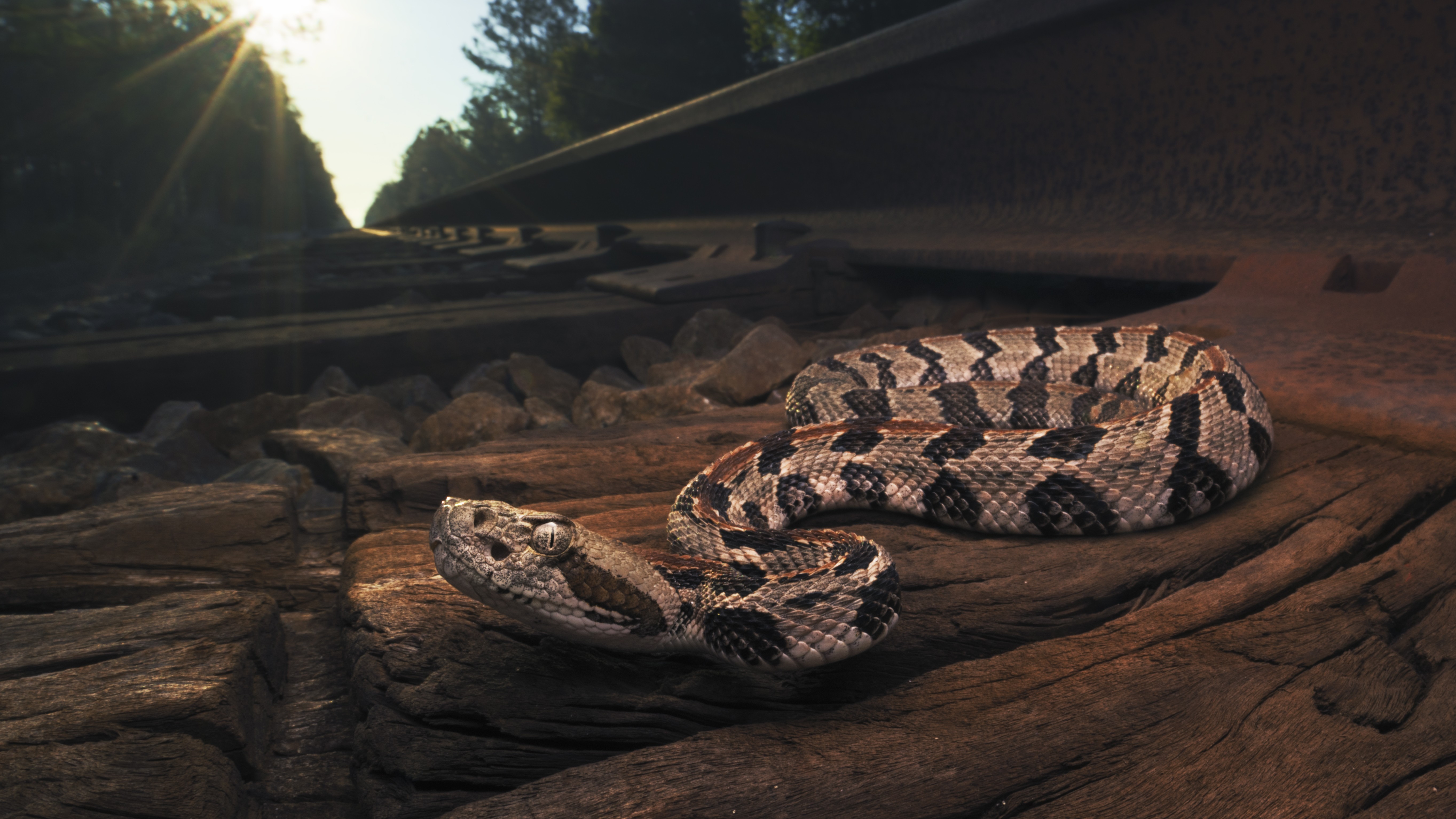 A photograph of a timber rattlesnake on train tracks at sunrise.