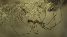 Daddy longlegs