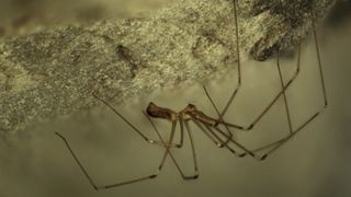 Found a daddy long-legs (cellar spider) while cleaning. Whoops