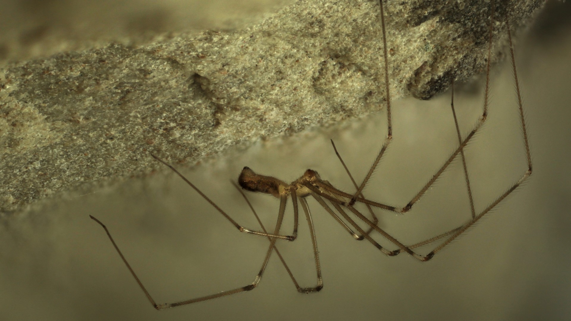 Daddy long legs spider with babies, I assume this is the mo…