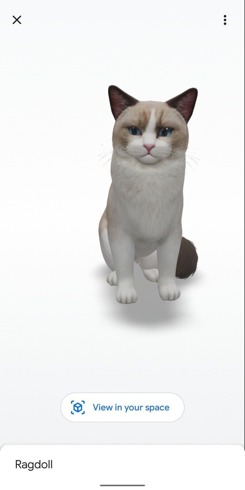 Ragdoll