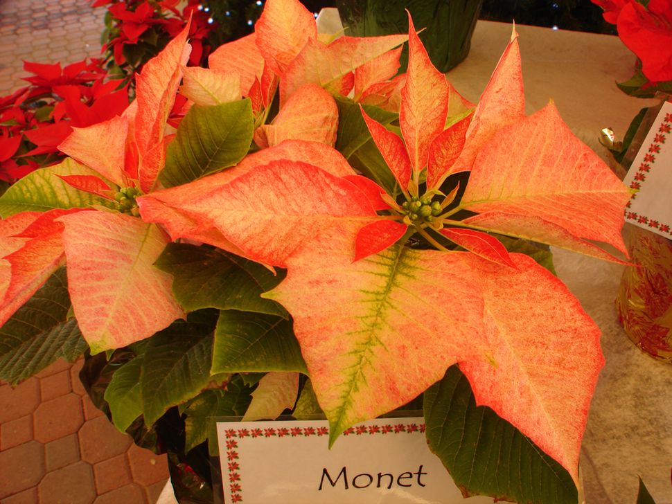 Poinsettia Flower of the Christmas Season Live Science
