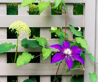 Timber trellis, clematis