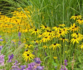 Rudbeckia fulgida 'Goldsturm'