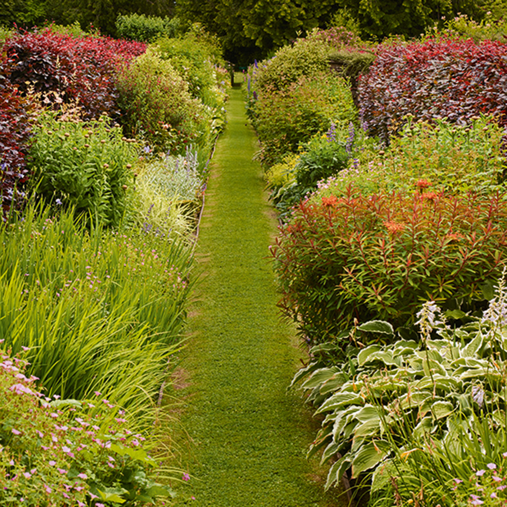 garden with green lawn and green plant