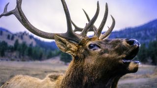 Close-up of bugling elk at Banff National Park