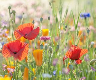 Wildflower meadow