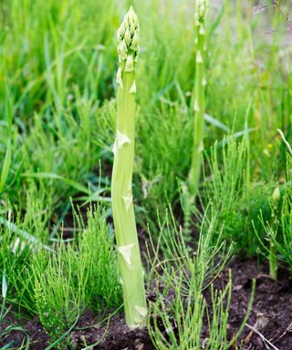 asparagus bed with growing plants