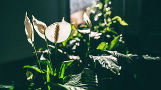 picture of peace lily flowering