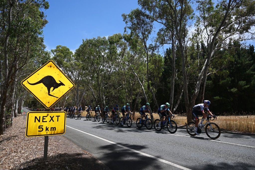 GUMERACHA AUSTRALIA JANUARY 21 Detailed view of Kangaroo signal while the peloton compete during the 25th Santos Tour Down Under 2025 Stage 1 a 1507km stage from Prospect to Gumeracha 342m UCIWT on January 21 2025 in Gumeracha Australia Photo by Dario BelingheriGetty Images