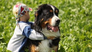 Child hugging Bernese mountain dog