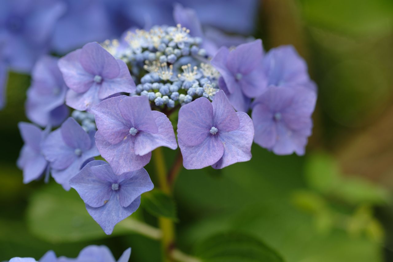 Viltrox AF 90mm F2.2 EVO and Fujifilm XF 90mm f/2 R LM WR lens comparisons: closeup of purple hydrangea with background foliage