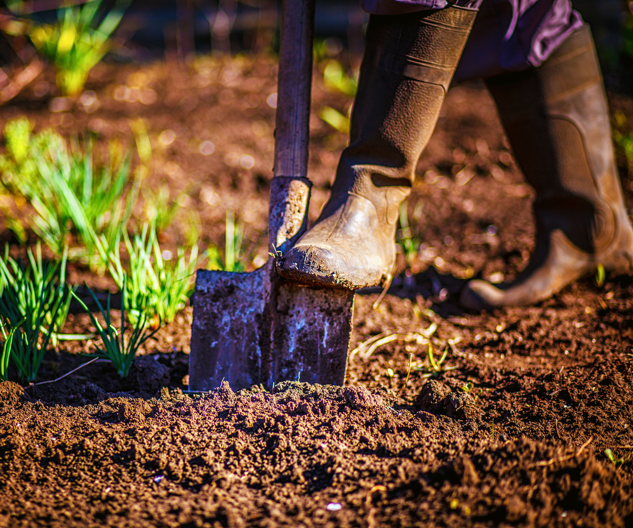 digging garden soil with spade while wearing wellies
