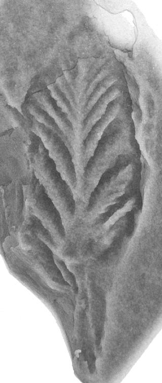 A fossil of Avalofractus abaculus, a type of rangeomorph, from Newfoundland. It looks like a leaf, but it's really an animal. Rangeomorphs appeared about 571 million years ago and died out at the beginning of the Cambrian period, about 541 million years ago.