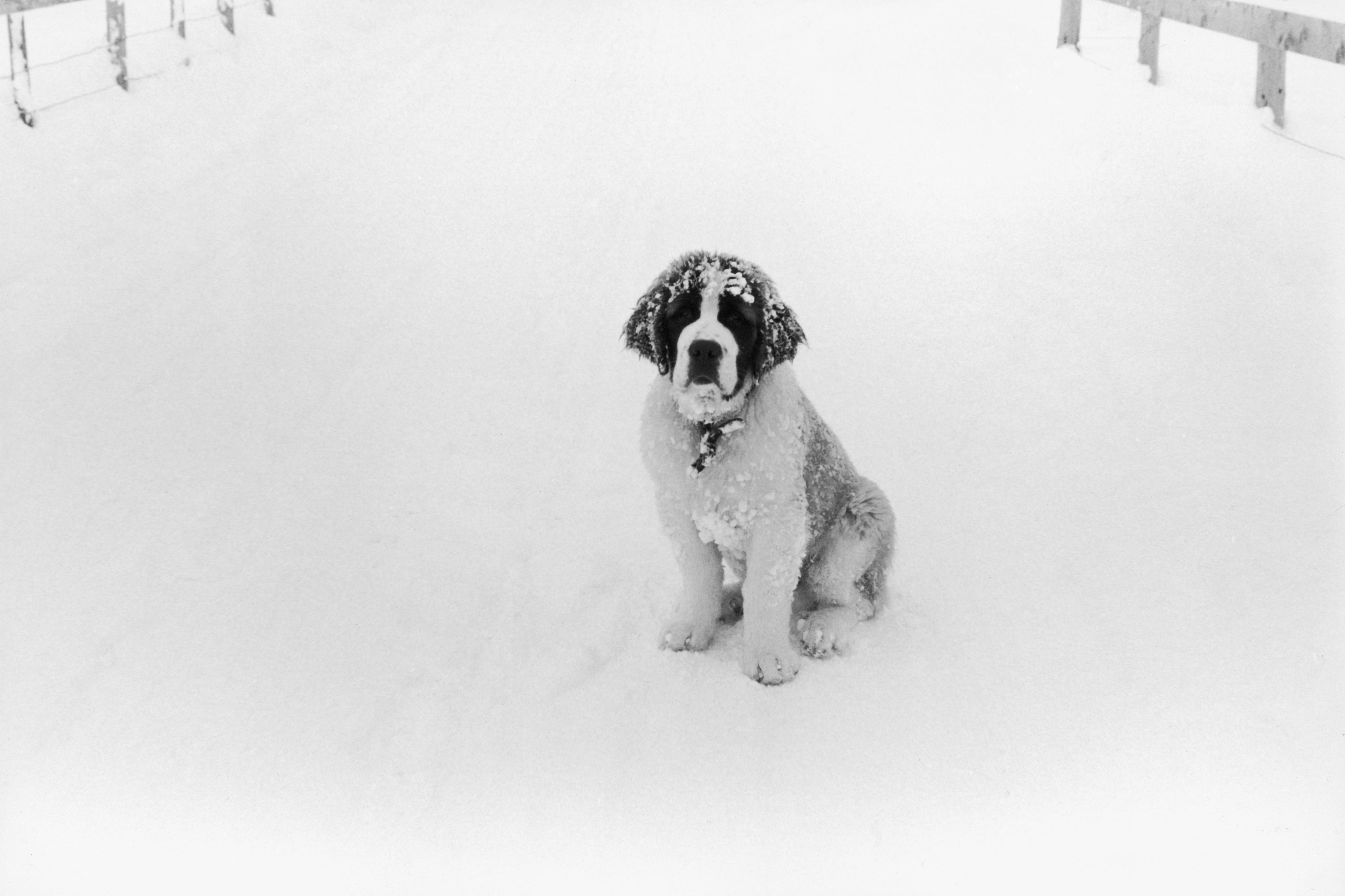 A young St Bernard puppy sits alone in deep snow, its fur covered in clumps of ice and snow.