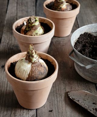 Three amaryllis bulbs planted in terracotta pots with hand trowel and steel shallow, wide bowl of soil in shot